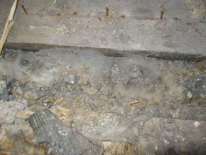 Bild zum BAU-Forumsbeitrag: Schädling oder Hausschwamm unter Dielenboden? im Forum Holzschutz, Holzschäden, Holzsanierung