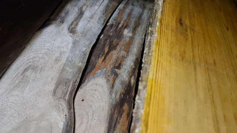 Bild zum BAU-Forumsbeitrag: Geruch und Verfärbung Holzdiele - kann es sich um einen Pilz handeln? im Forum Holzschutz, Holzschäden, Holzsanierung