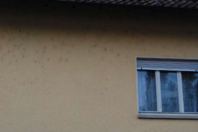 BAU.DE / BAU-Forum: 1. Bild zu Antwort "Fassaden-Check: Großes Foto der dunklen Flecken an Außenwand" auf die Frage "Dunkle Flecken Außenwand: Ursachen, Schimmel erkennen & Fachmann-Kosten?" im BAU-Forum "Außenwände und Fassaden" BAU.DE / BAU-Forum: 1. Bild zu Antwort "Fassaden-Check: Großes Foto der dunklen Flecken an Außenwand" auf die Frage "Dunkle Flecken Außenwand: Ursachen, Schimmel erkennen & Fachmann-Kosten?" im BAU-Forum "Außenwände und Fassaden"