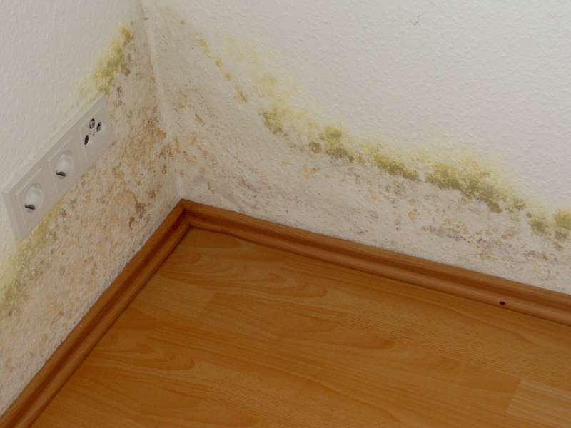 BAU.DE / BAU-Forum: 1. Bild zu Frage "Schimmel an Au&szlig;enwand: Ursachen, Risiken & Ma&szlig;nahmen in der Mietwohnung?" im BAU-Forum "Au&szlig;enw&auml;nde und Fassaden"