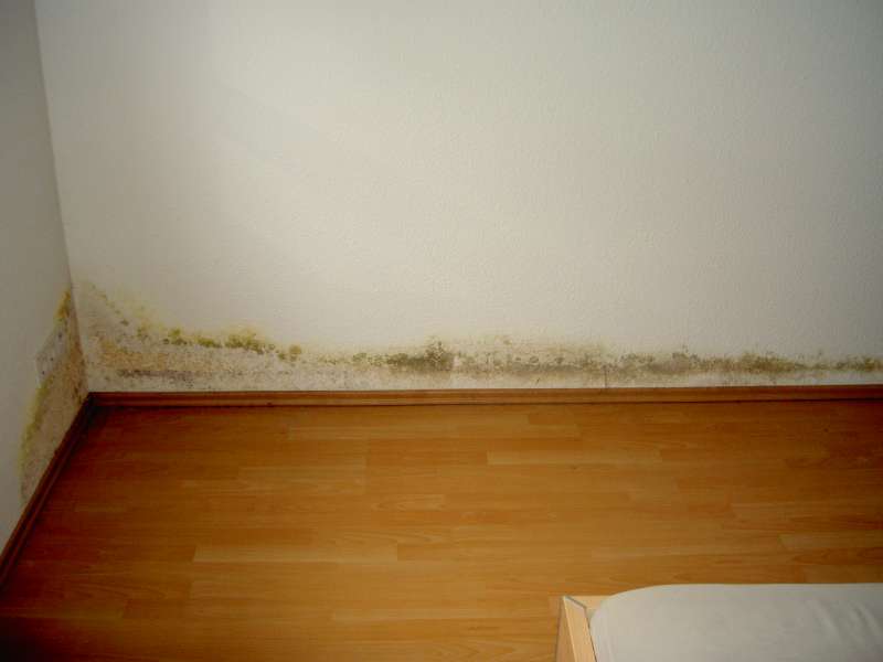 BAU.DE / BAU-Forum: 3. Bild zu Frage "Schimmel an Au&szlig;enwand: Ursachen, Risiken & Ma&szlig;nahmen in der Mietwohnung?" im BAU-Forum "Au&szlig;enw&auml;nde und Fassaden"