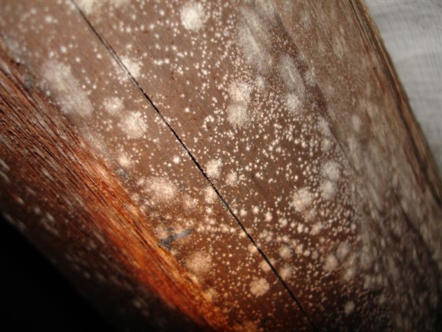 BAU.DE / BAU-Forum: 1. Bild zu Frage "Schimmel oder Pilz an Dachsparren? Ursachen, Gefahren & Sanierung im Fachwerkhaus" im BAU-Forum "Dach"