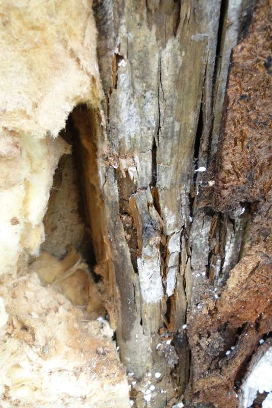 BAU.DE / BAU-Forum: 1. Bild zu Antwort "🔴 Fassadenschaden Fingerhuthaus: Ursachen, Sanierung & Risiken" auf die Frage "Putzrisse am Fertighaus: Ursachen, Risiken & Sanierungskosten?" im BAU-Forum "Fertighaus"