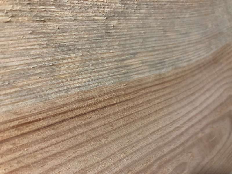 Bild zum BAU-Forumsbeitrag: Holzschimmel oder Holzgräue? im Forum Holzschutz, Holzschäden, Holzsanierung