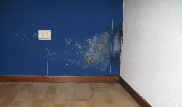 BAU.DE / BAU-Forum: 1. Bild zu Antwort "Schimmel an Wand: Ausma&szlig; (60x90cm) und Tapetenzustand" auf die Frage "Schimmel an der Wand entfernen: Kosten, Risiken & wann ein Fachmann n&ouml;tig ist?" im BAU-Forum "Modernisierung / Sanierung / Bausch&auml;den"