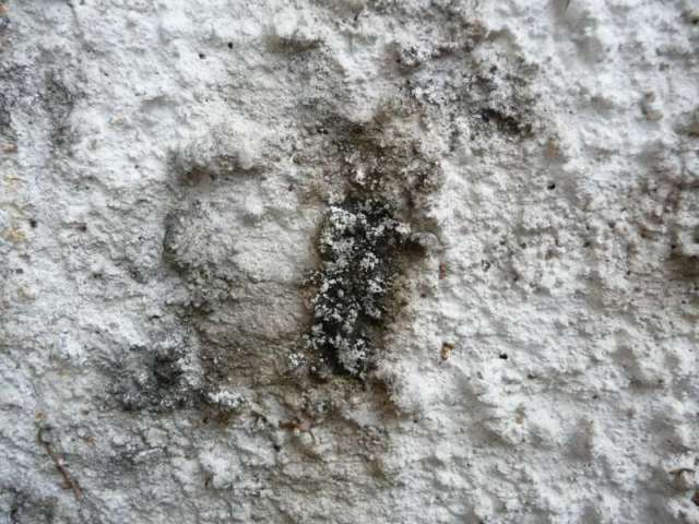 BAU.DE / BAU-Forum: 1. Bild zu Frage "Efeu Sporen auf Rauputz entfernen: Fassadenreinigung, Mittel & Tipps?" im BAU-Forum "Modernisierung / Sanierung / Bauschäden" BAU.DE / BAU-Forum: 1. Bild zu Frage "Efeu Sporen auf Rauputz entfernen: Fassadenreinigung, Mittel & Tipps?" im BAU-Forum "Modernisierung / Sanierung / Bauschäden"