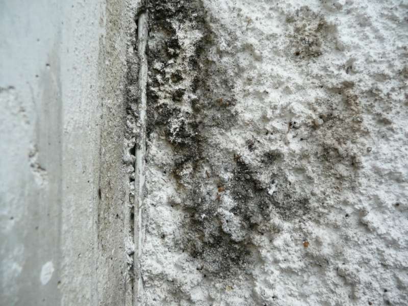 BAU.DE / BAU-Forum: 2. Bild zu Frage "Efeu Sporen auf Rauputz entfernen: Fassadenreinigung, Mittel & Tipps?" im BAU-Forum "Modernisierung / Sanierung / Bauschäden" BAU.DE / BAU-Forum: 2. Bild zu Frage "Efeu Sporen auf Rauputz entfernen: Fassadenreinigung, Mittel & Tipps?" im BAU-Forum "Modernisierung / Sanierung / Bauschäden"