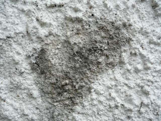 BAU.DE / BAU-Forum: 3. Bild zu Frage "Efeu Sporen auf Rauputz entfernen: Fassadenreinigung, Mittel & Tipps?" im BAU-Forum "Modernisierung / Sanierung / Bauschäden" BAU.DE / BAU-Forum: 3. Bild zu Frage "Efeu Sporen auf Rauputz entfernen: Fassadenreinigung, Mittel & Tipps?" im BAU-Forum "Modernisierung / Sanierung / Bauschäden"