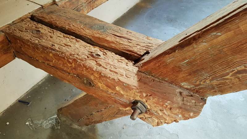 Bild zum BAU-Forumsbeitrag: Holzbock in alten Balken? im Forum Modernisierung / Sanierung / Bauschäden