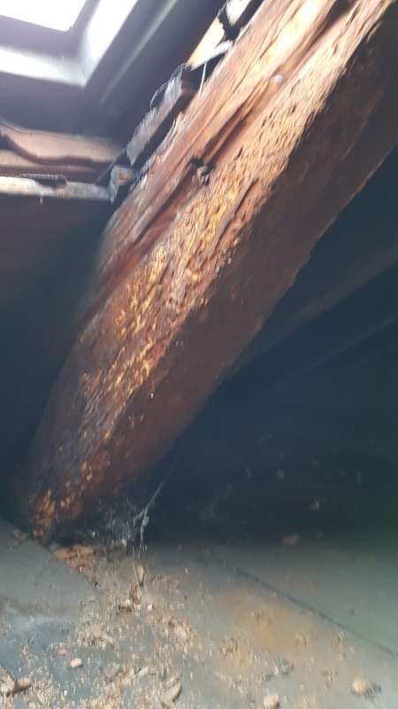 Bild zum BAU-Forumsbeitrag: Holzbock in alten Balken? im Forum Modernisierung / Sanierung / Bauschäden
