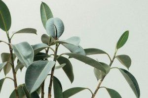 Eine Pflanzengruppe, die zur Familie der Süßgräser gehört.