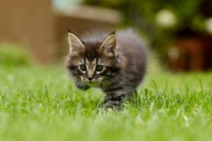 Ein Kleintier ist ein kleines, meist domestiziertes Tier, das häufig als Haustier gehalten wird.