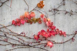 Eine Schalung ist eine temporäre Struktur oder Vorrichtung, die verwendet wird, um Beton während des Gießens in eine bestimmte Form zu halten, bis er seine Festigkeit erreicht.