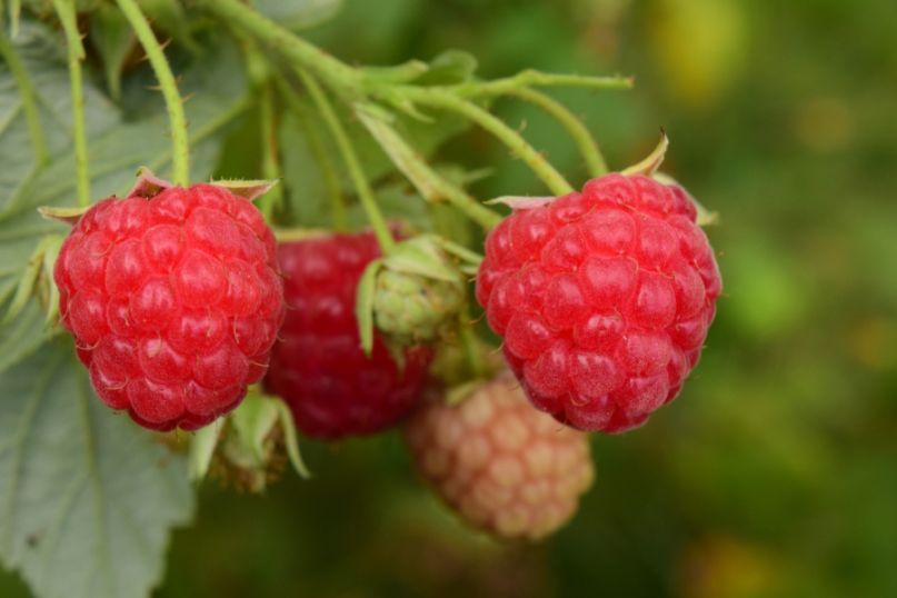 Die Himbeerpflanze (Rubus idaeus) ist ein mehrjähriges, strauchartiges Gewächs aus der Familie der Rosengewächse.