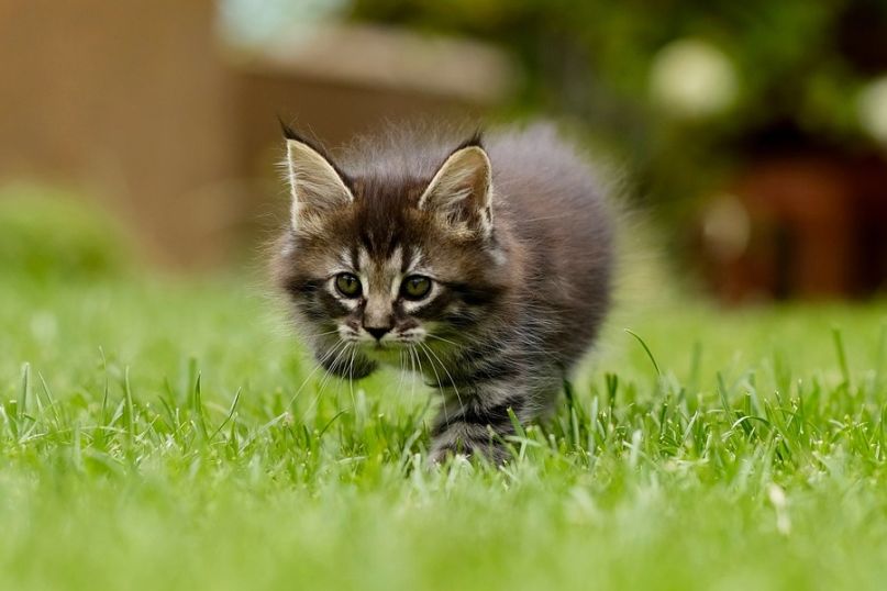 Ein Kleintier ist ein kleines, meist domestiziertes Tier, das häufig als Haustier gehalten wird.