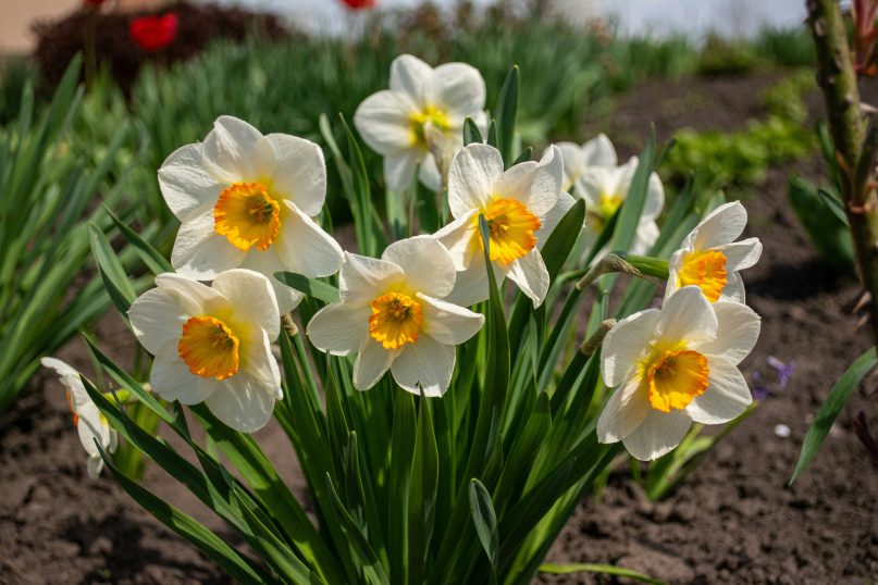 Die Narzisse, oft als Osterglocke bezeichnet, ist eine Zwiebelpflanze, die durch ihre gelben oder weißen Blüten auffällt.