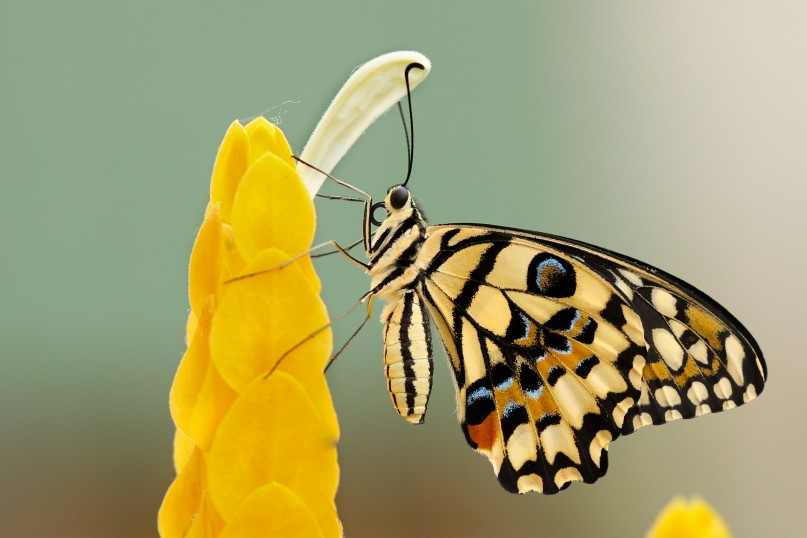 Ein Schädling ist ein lebendes Organismus, oft ein Insekt oder ein Nagetier, das Schaden oder Beeinträchtigung an Pflanzen, Gebäuden oder Vorräten verursacht.