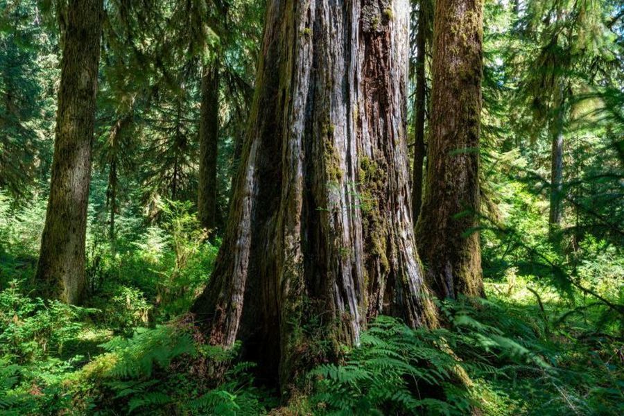 Die Forstwirtschaft beschäftigt sich mit der nachhaltigen Bewirtschaftung von Wäldern